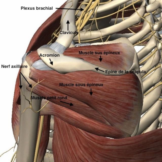 Deuxième couche musculaire de l'épaule