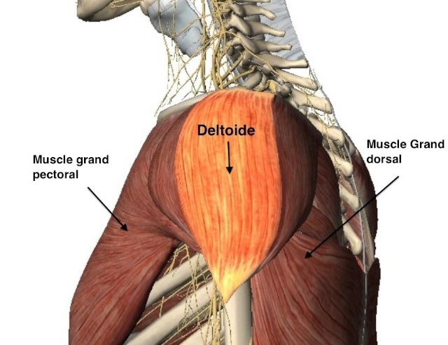 Première couche musculaire de l'épaule