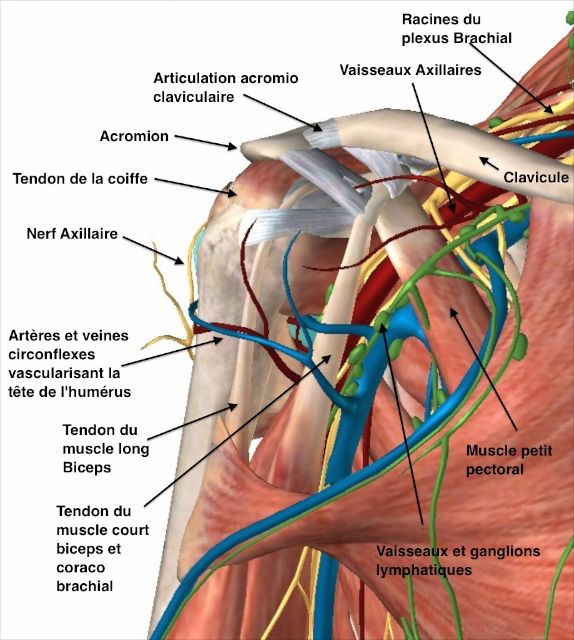 Nerfs et artères de l'épaule, vue antérieure 