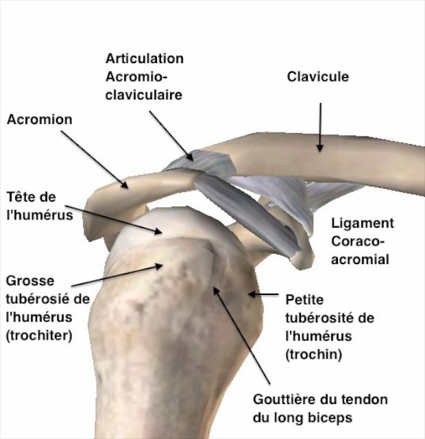 Humerus Fracture (Upper Arm Fracture)
