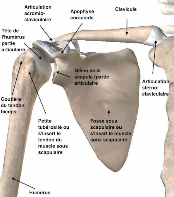 Omoplate Du Muscle Omoplate Du Muscle