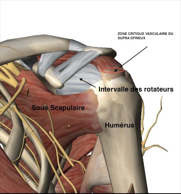 Zone de faiblesse vasculaire du tendon sus-épineux