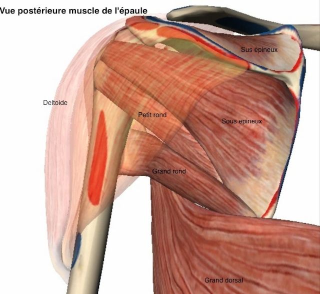 Vue postérieure des muscles de l'épaule