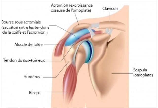 Anatomie de l'épaule avec bourse sous-acromiale
