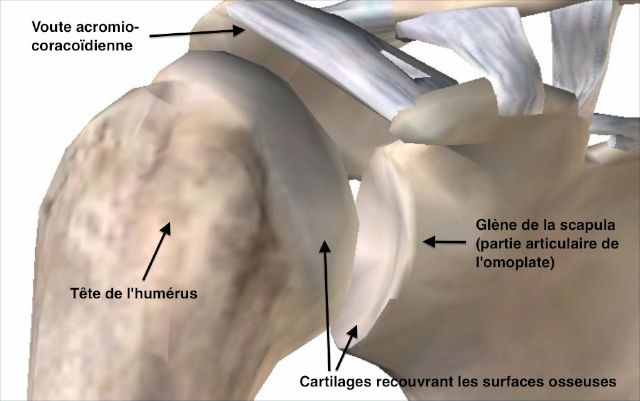 Anatomie osseuse de l'épaule