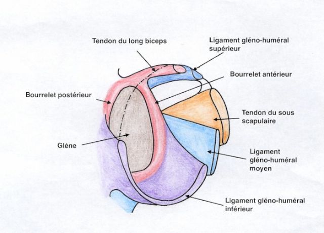 Anatomie du complexe capsule-bourrelt-ligament 
                de l'articulation gléno-humérale