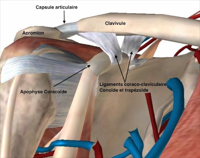 éléments stabilisant 
            l'articulation acromio-claviculaire